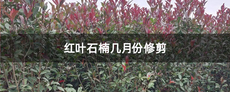 红叶石楠几月份修剪