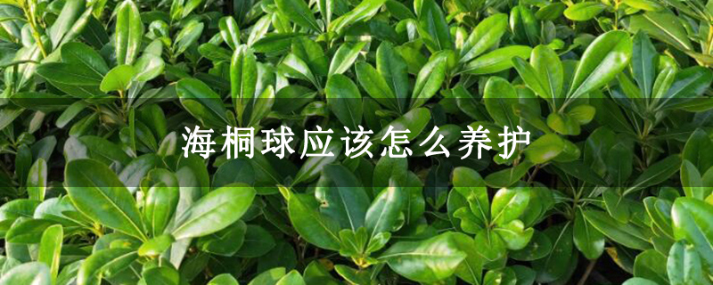 海桐球应该怎么养护