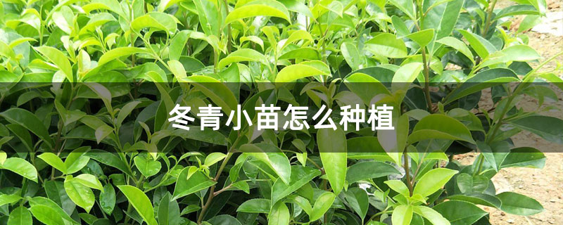 冬青小苗怎么种植