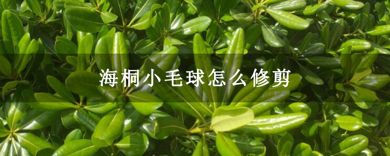 海桐小毛球怎么修剪