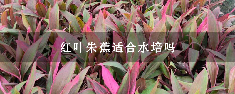 红叶朱蕉适合水培吗