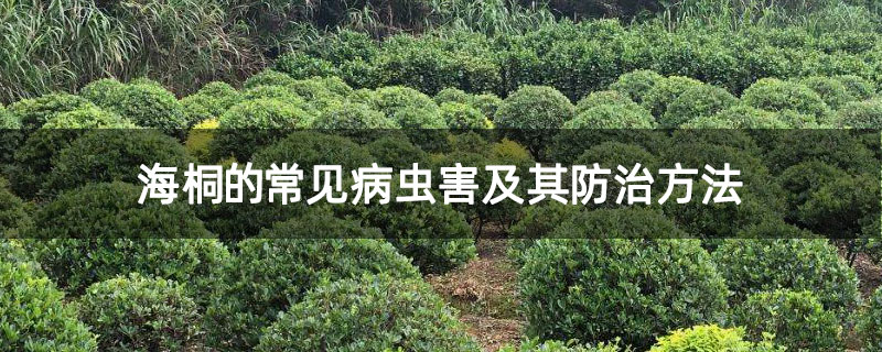 海桐的常见病虫害及其防治方法 海桐的常见病虫害及其防治方法