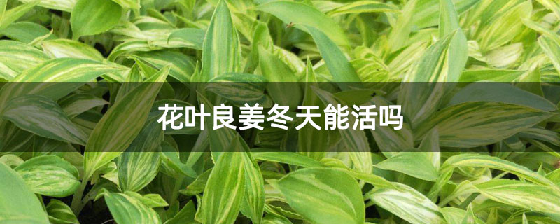 花叶良姜冬天能活吗 花叶良姜冬天能活吗