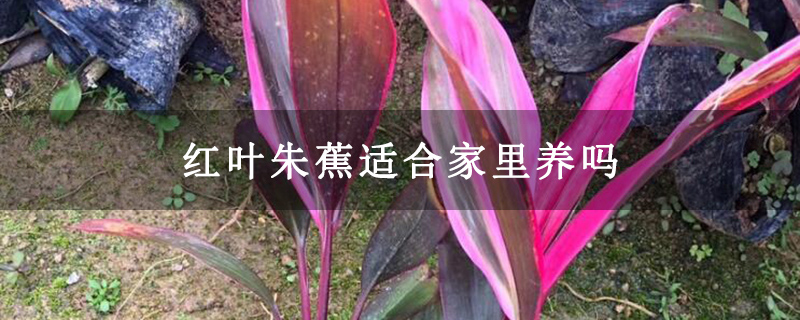 红叶朱蕉适合家里养吗