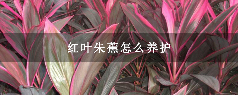 红叶朱蕉怎么养护