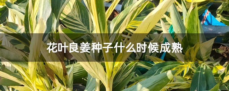 花叶良姜种子什么时候成熟