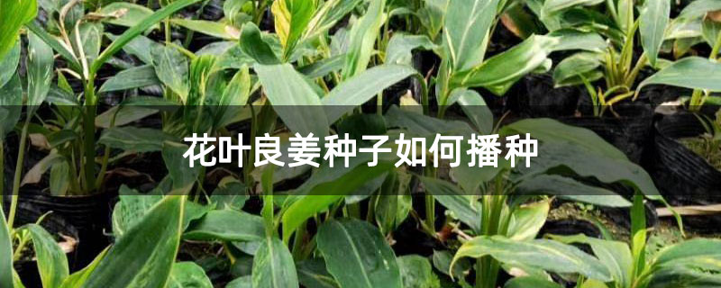 花叶良姜种子如何播种