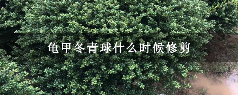 龟甲冬青球什么时候修剪