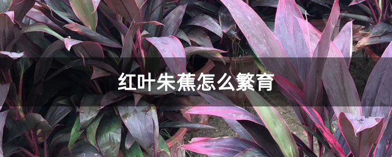 红叶朱蕉怎么繁育