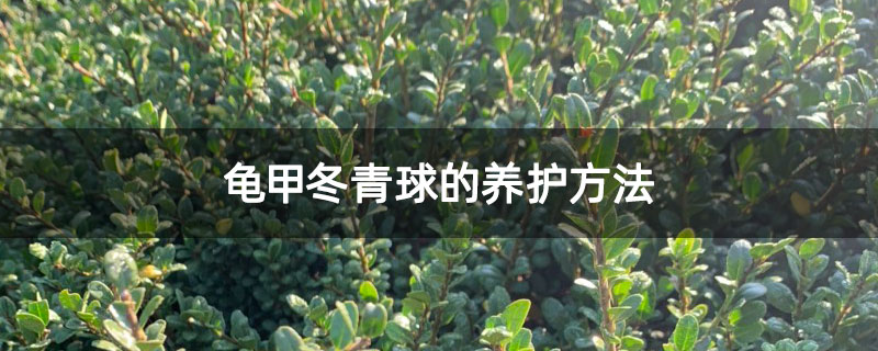 龟甲冬青球的养护方法