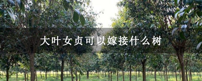 大叶女贞可以嫁接什么树