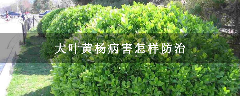大叶黄杨病害怎样防治