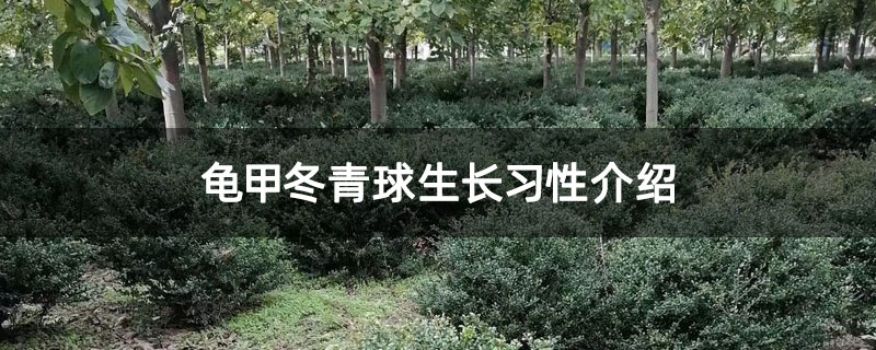 龟甲冬青球生长习性介绍