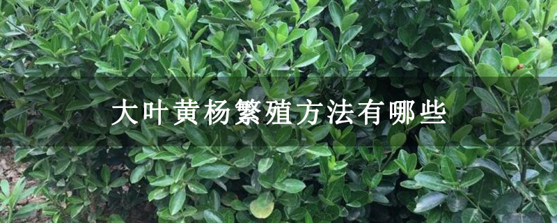 大叶黄杨繁殖方法有哪些