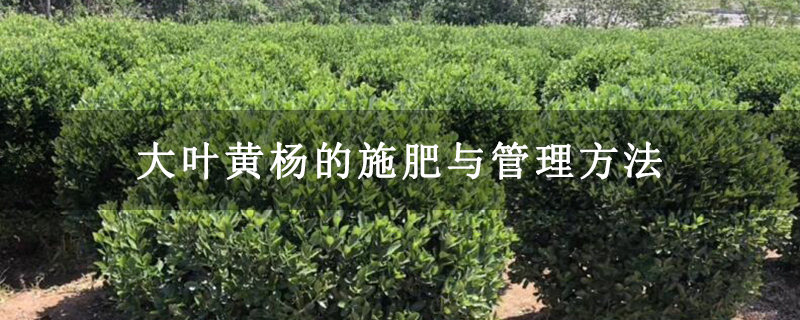 大叶黄杨的施肥与管理方法