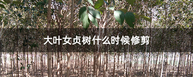 大叶女贞树什么时候修剪