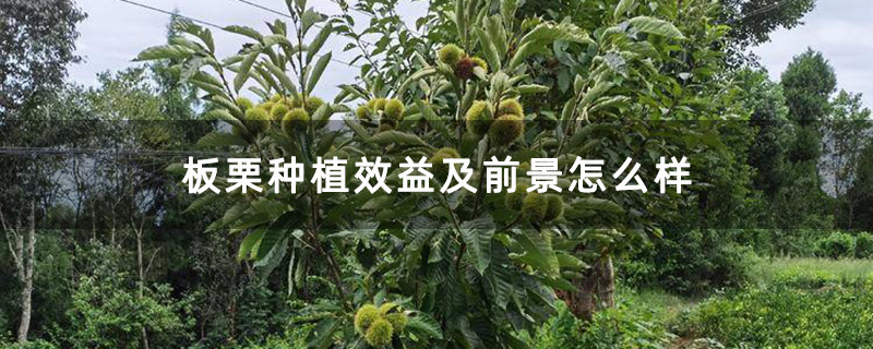 5年板栗树