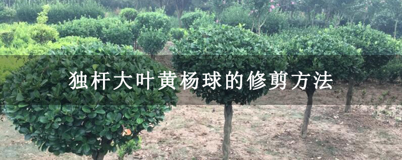 独杆大叶黄杨球的修剪方法