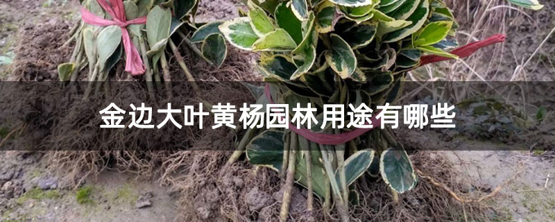 金边大叶黄杨园林用途有哪些