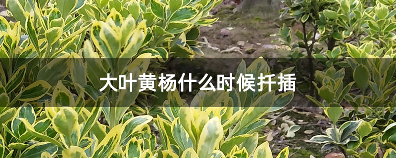 大叶黄杨什么时候扦插