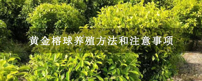 黄金榕球养殖方法和注意事项