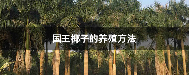 国王椰子的养殖方法