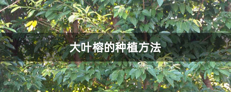 大叶榕的种植方法