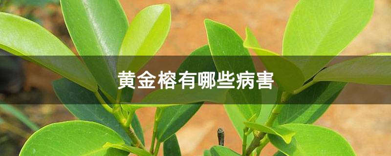 黄金榕有哪些病害 黄金榕有哪些病害