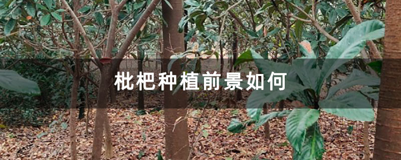 枇杷种植前景如何 枇杷种植前景如何