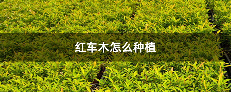 红车木怎么种植