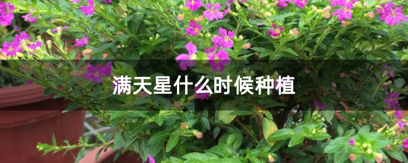 满天星什么时候种植