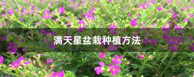 满天星盆栽种植方法 满天星盆栽种植方法