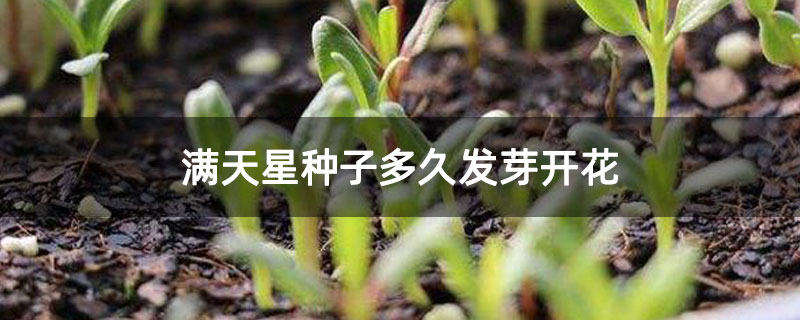 满天星种子多久发芽开花