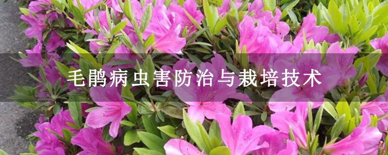 毛鹃病虫害防治与栽培技术