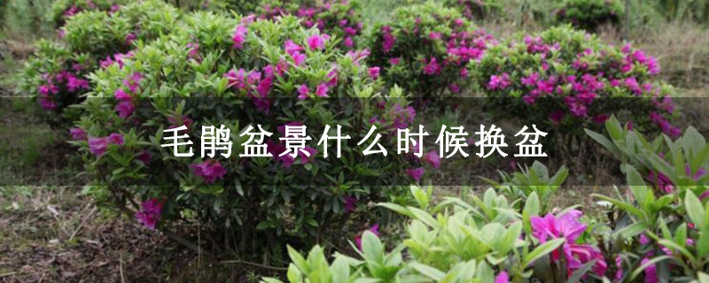 毛鹃盆景什么时候换盆