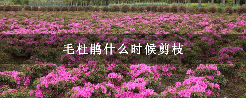 毛杜鹃什么时候剪枝