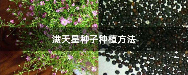 满天星种子种植方法 满天星种子种植方法