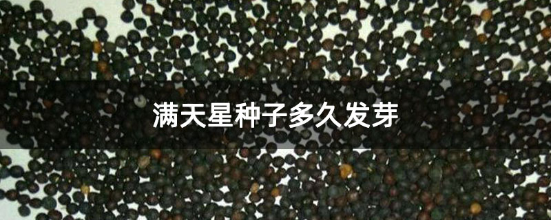 满天星种子多久发芽