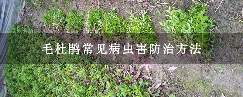 毛杜鹃常见病虫害防治方法