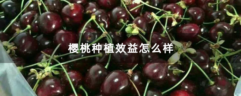 樱桃种植效益怎么样