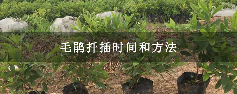 毛鹃扦插时间和方法