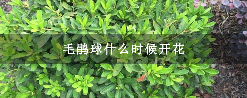 毛鹃球什么时候开花