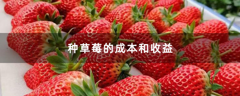 草莓