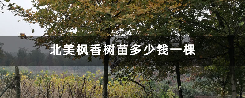 北美枫香树苗多少钱一棵