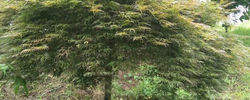 4公分羽毛枫多少钱一棵