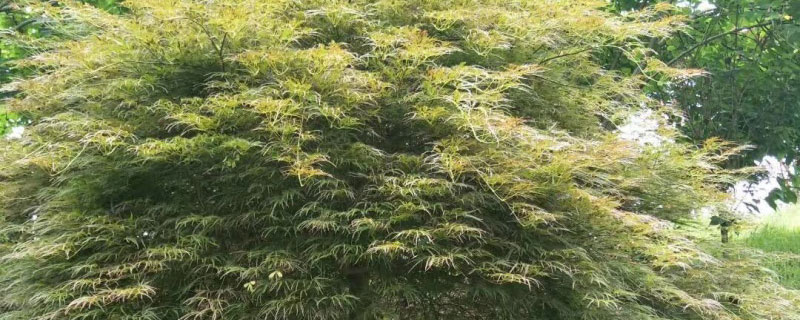 3公分羽毛枫价格多少钱一棵