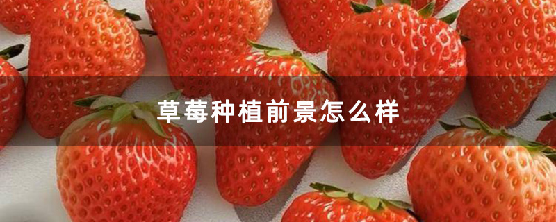 草莓种植前景怎么样