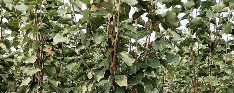 4公分红玉兰多少钱一棵