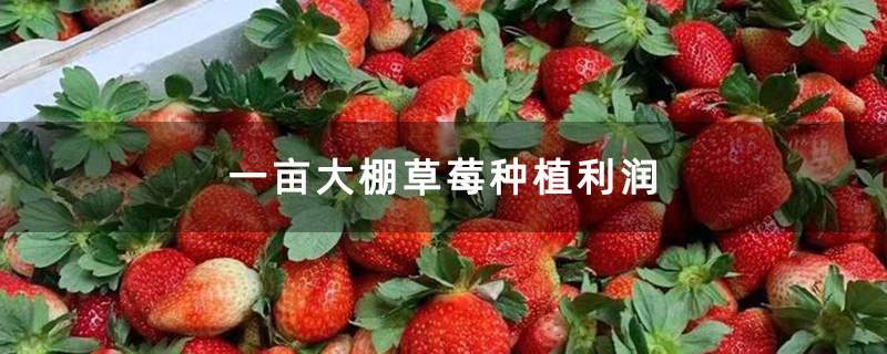 大棚草莓