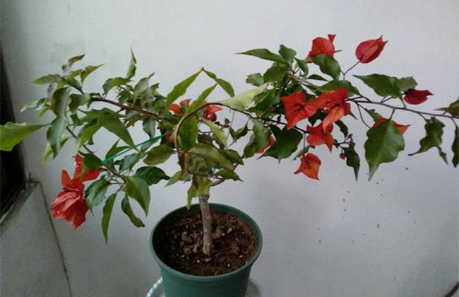 三角梅桑巴价格多少钱一棵?三角梅桑巴勤花吗?种植前景如何?